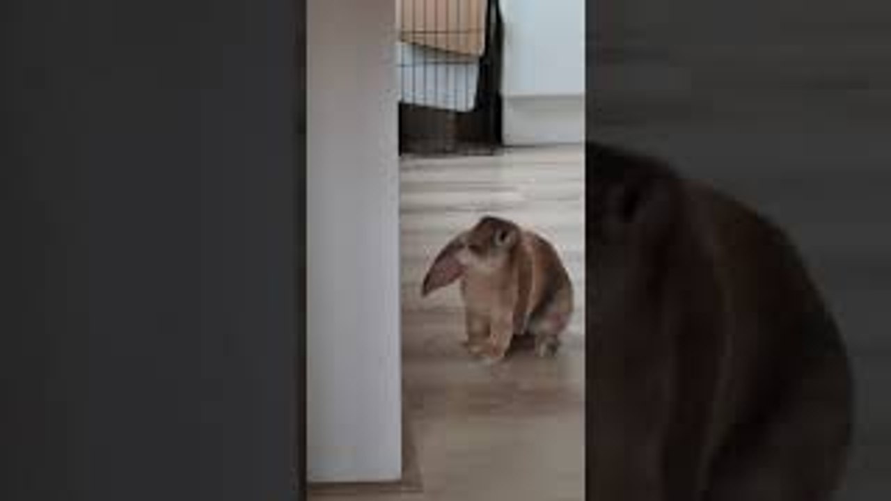 Havoc After Bunny Hops