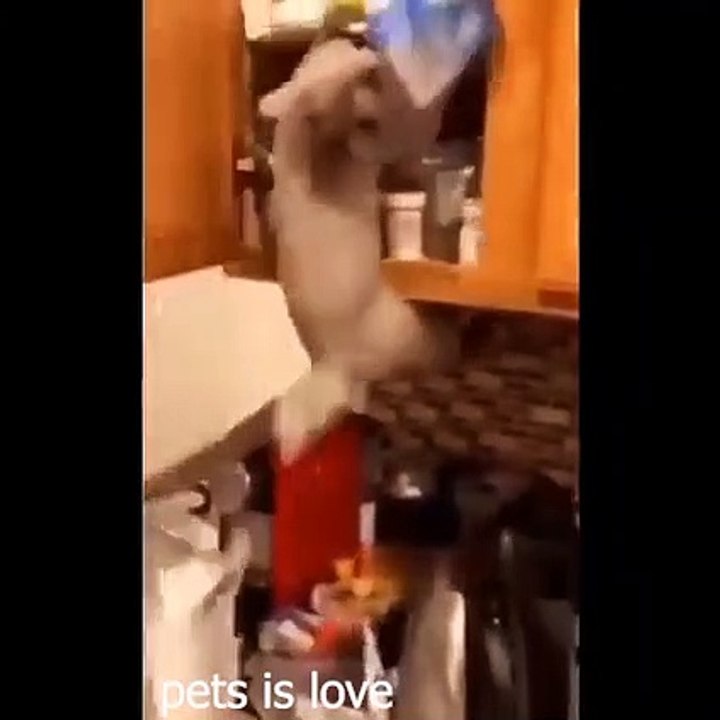 Funny amazing Animal Memes - Try not to laugh with these cats