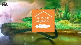 RED DEVIL | KNOWING RED DEVIL FISH | HOUSE AQUATIC Q | RUMAH AQUATIC Q