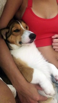 Pup Raises Paws for Pets