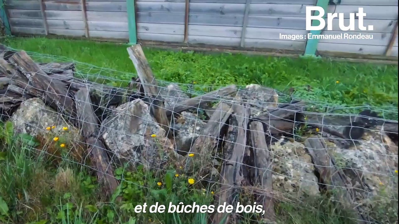 Ces ponts permettent aux animaux de traverser les autoroutes