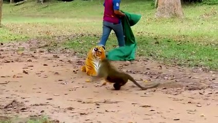 Fake Tiger Prank Monkey and Dog So Funny in 2021_