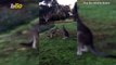 Kangaroo Quarrel! Funny Video Shows Two Adorable Kangaroos Play Fighting!