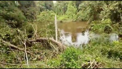 Mancing Ikan Baung dan Lais pada Musim Hujan (air Sungai yang sedang meluap/dalam bukan halangan bagi umpan yang top jitu)