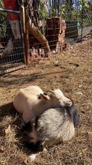 Dwarf Goats Cuddle in Sunshine