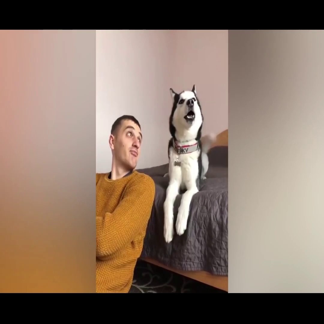 ⁣Dogs And Cats Cute Reaction #Part3