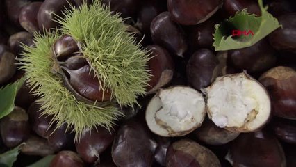AYDIN'DA SEZONUN İLK KESTANESİ ALINDI