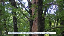 RÉCHAUFFEMENT CLIMATIQUE / A Loches, la forêt agonise