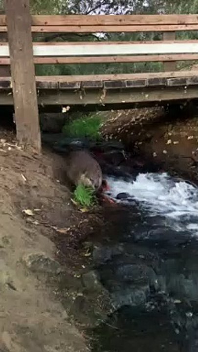 Beaver Boops Leg Before Swimming Away