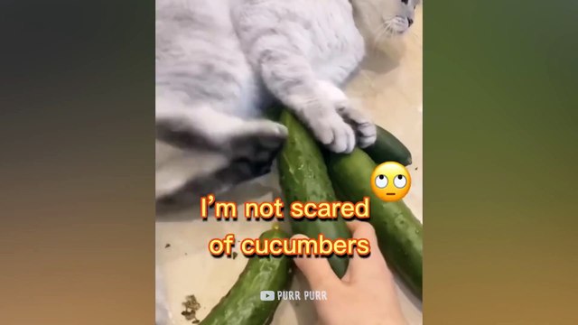 Magic Cucumbers Are Cats Enemy