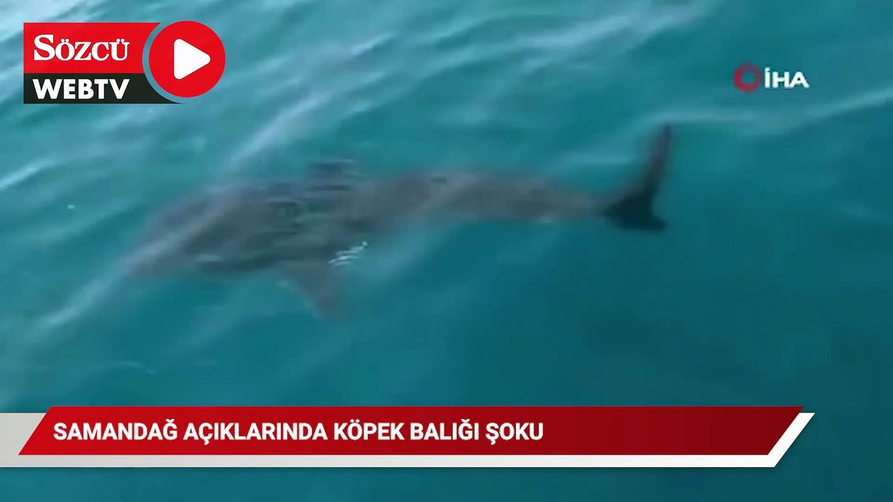 Samandağ açıklarında köpek balığı şoku