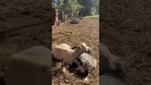 Dwarf Goats Cuddle in Sunshine