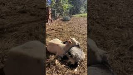 Dwarf Goats Cuddle in Sunshine