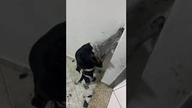 Doggo Hides in Corner After Scattering Coal