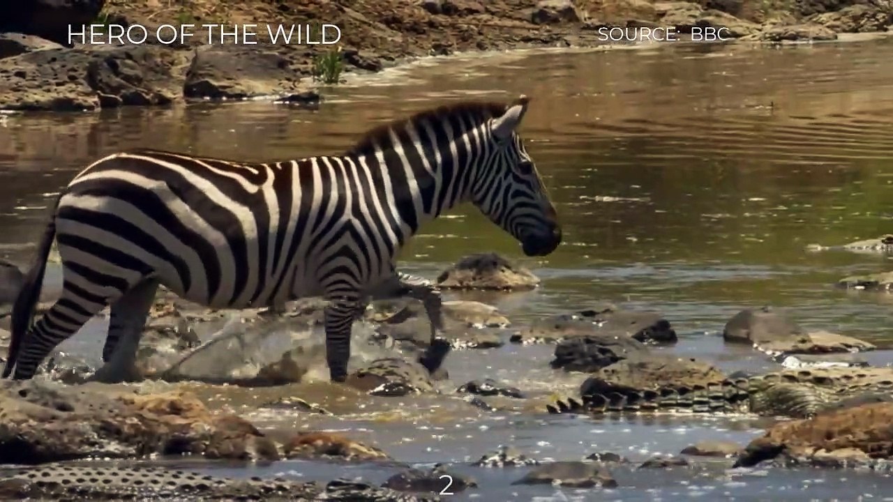 TOP_5_ZEBRA_ESCAPING_CROCODILE'S_ATTACK_MOMENTS