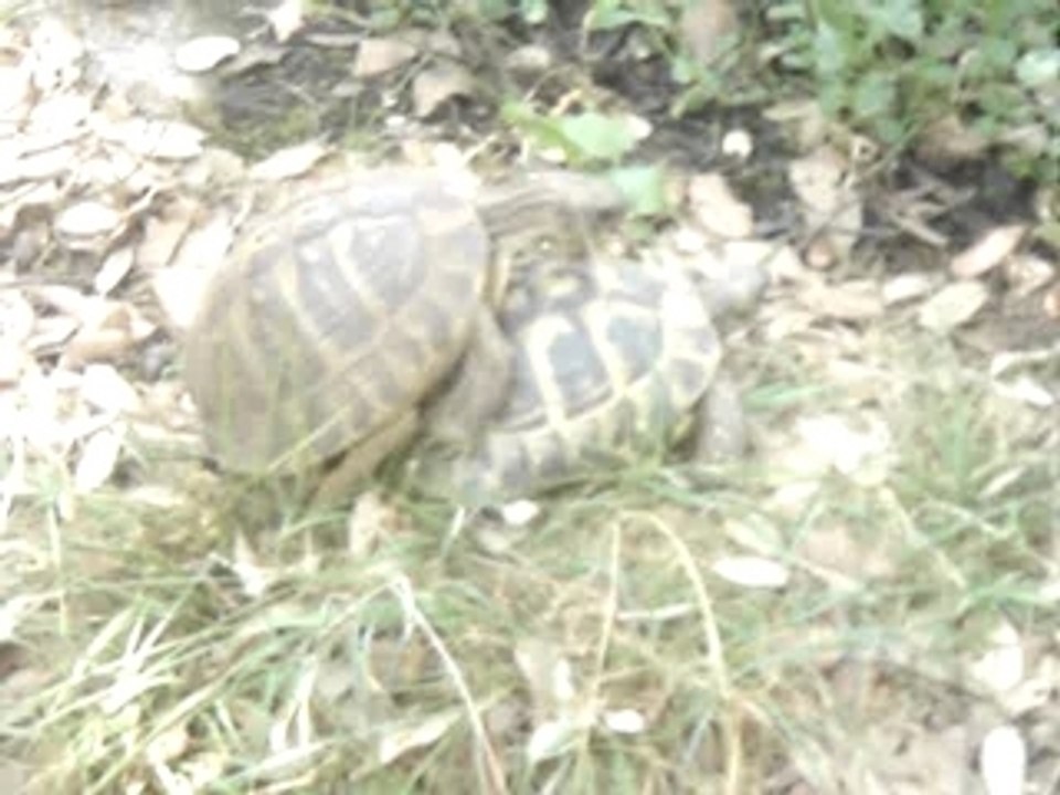 tortue d' amour
