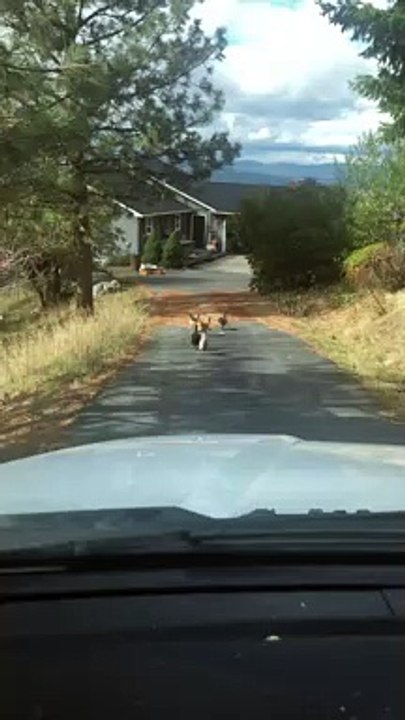 Does the Sprinting Chicken Lay an Egg?