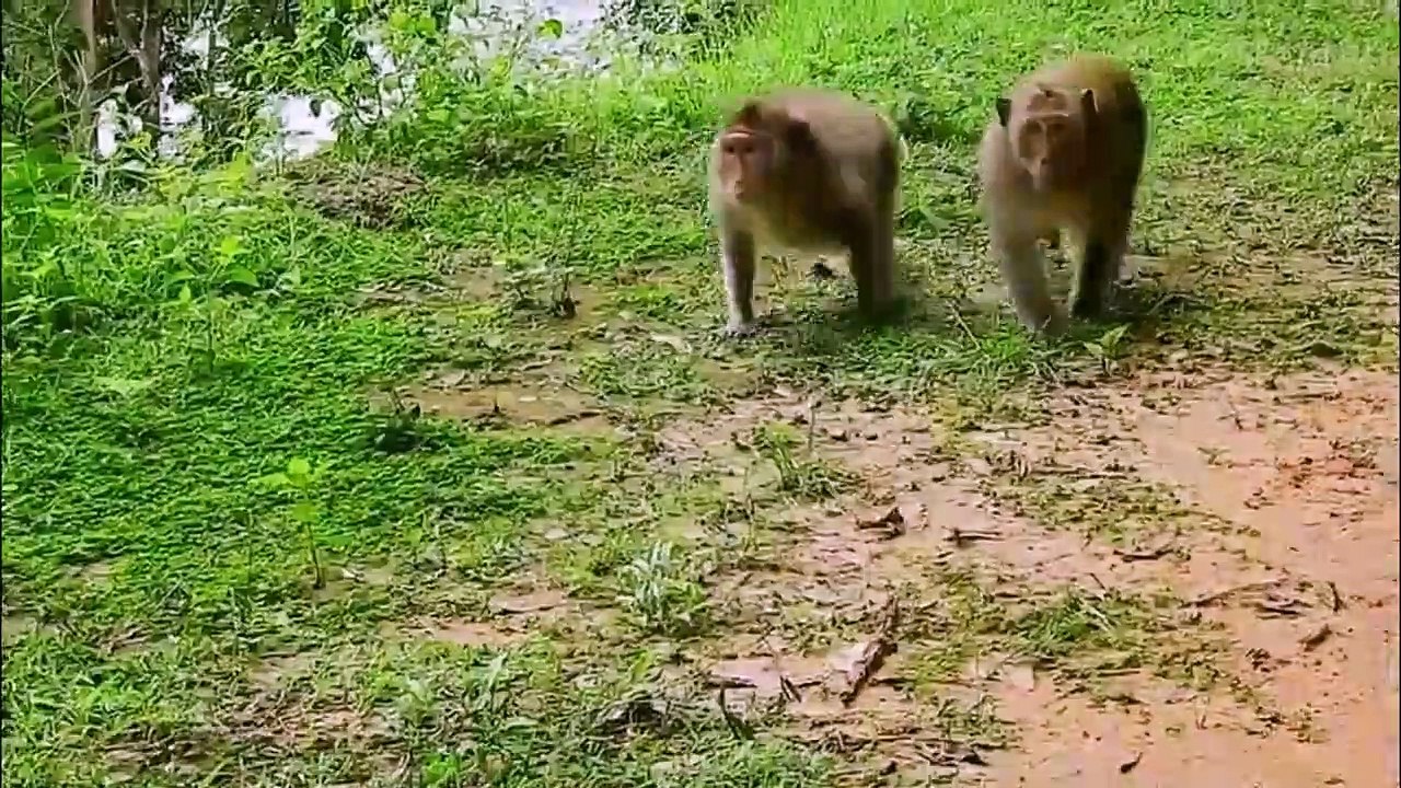 Komodo_Dragon_Preys_on_Two_Monkeys_and_Swallows_Them_Alive