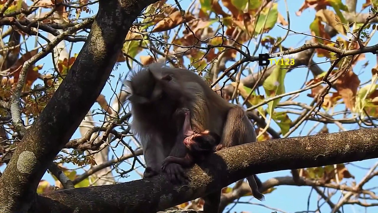Dropping_tear_Mommy_monkey_beat_and_drop_newborn_from_a_high_tr