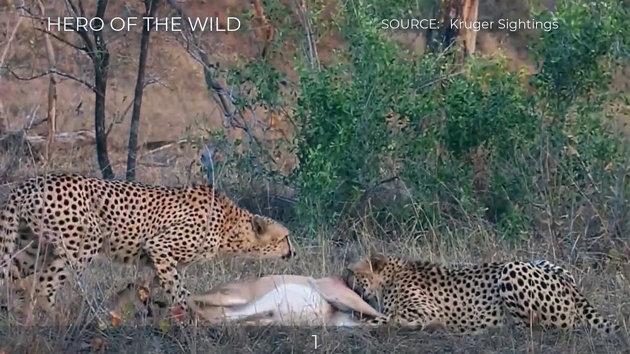 TOP_WILD_DOGS_AND_HYENAS_TAKE_ALIVE_IMPALA_MOMENTS