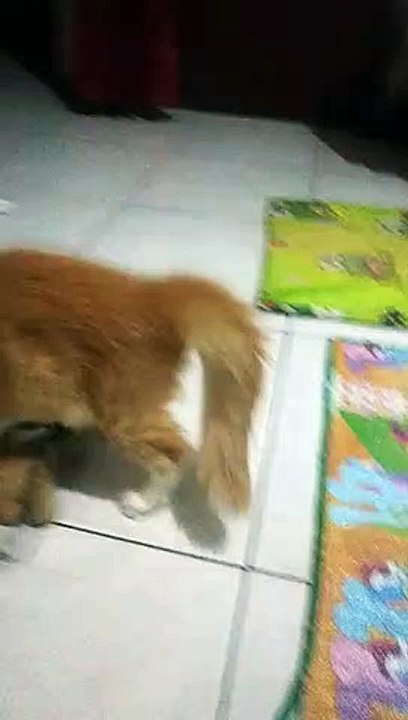 Little Kitty Playing With Doll