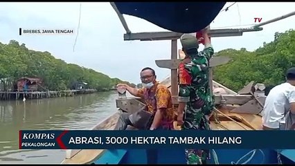 3000 Lahan Pesisir Brebes Perlu Perhatian Serius Karena Abrasi