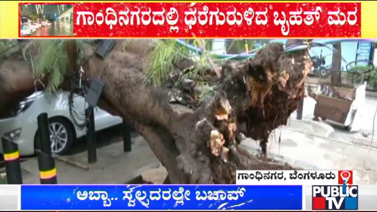 Huge Tree Uproots Due To Heavy Rain In Gandhinagar