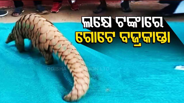 Pangolin Smuggling Racket Busted In Odisha's Nabarangpur, 4 Arrested