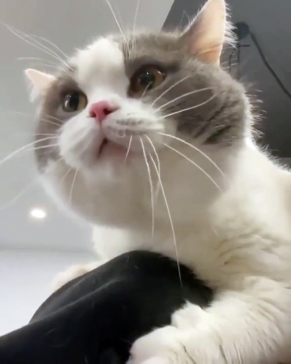 Cute cat