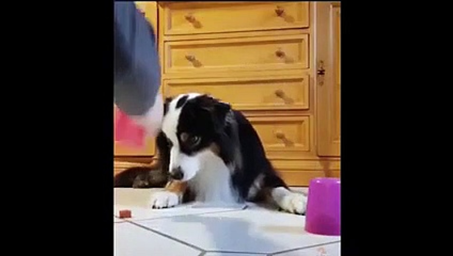 ⁣cute pets funny videos  - try to laugh at it   #pets #animal #animals #cute #laugh