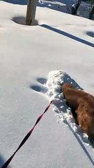 Golden Retriever Burrows in the Snow Like a Bunny