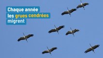 Migration des grues cendrées en Champagne-Ardenne