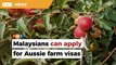 Govt has not banned Malaysians from applying for visas to work on Aussie farms, says Saravanan