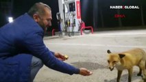 Bayburt'ta Milli futbolcunun babası akaryakıt istasyonuna gelen tilkiyi elleriyle besledi