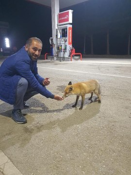 Milli futbolcunun babası tilkiyi eliyle besledi