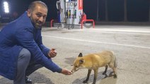Milli futbolcunun babası tatil için geldiği memleketinde tilkiyi eliyle besledi