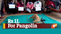 Pangolin Smuggling Menace In Odisha: Pangolin Rescued, 4 Arrested