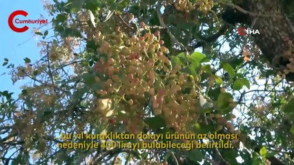 Fiyatı altınla yarışıyor, hasadına başlandı