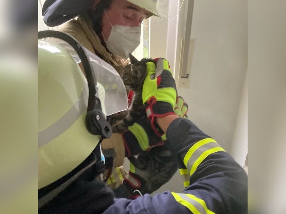 Mauzen aus der Wand: Feuerwehr rettet Katze aus Schornstein