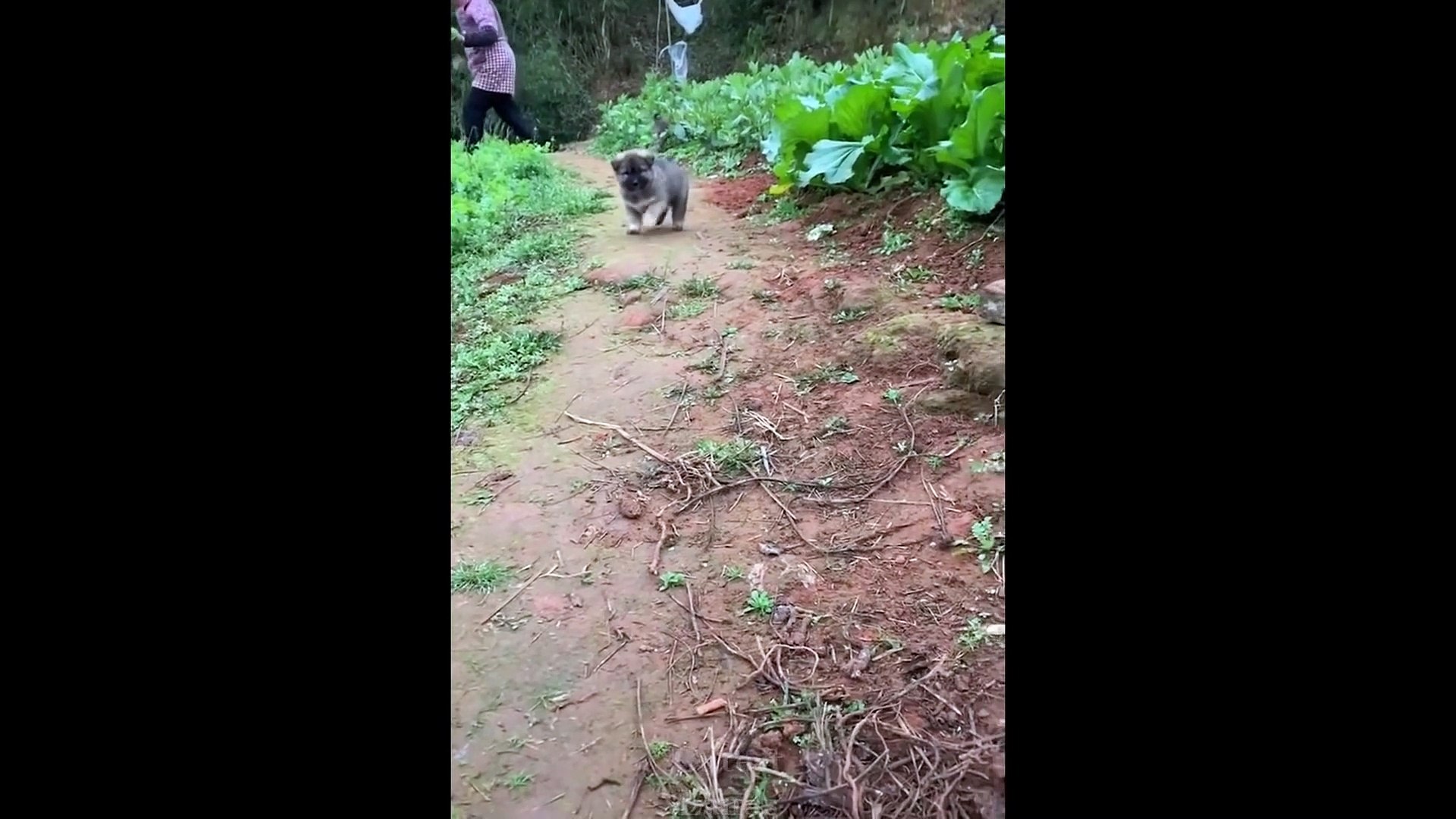 ⁣Baby Pets - Cute and Funny Pets Videos Compilation #2