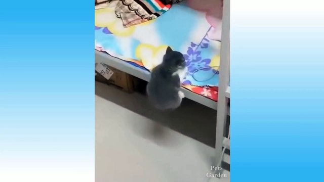 Baby Pets - Cute and Funny Pets Videos Compilation #5