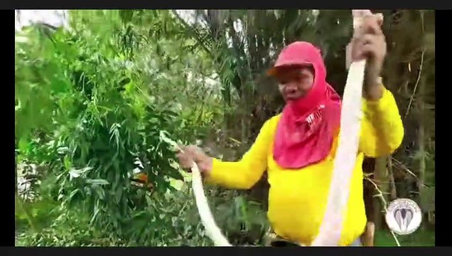 2 Cobra akala nya isa lng dalawa pala