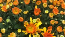 Roland Motte, jardinier : le chrysanthème pomponnette
