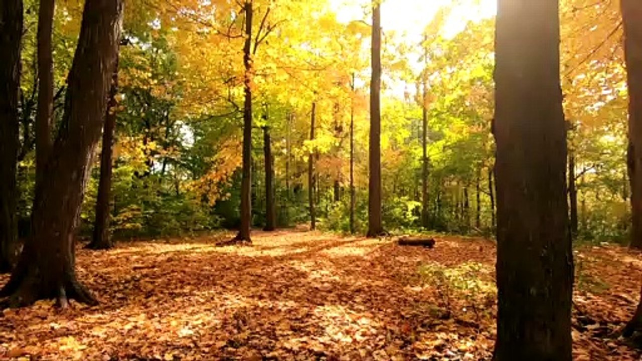 Gärtnern im Herbst: So helfen Sie Igeln und Insekten