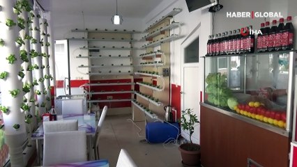 Sinop'ta bir çiğ köfteci maliyetlerin arttığı gerekçesiyle dükkanda marul yetiştiriyor