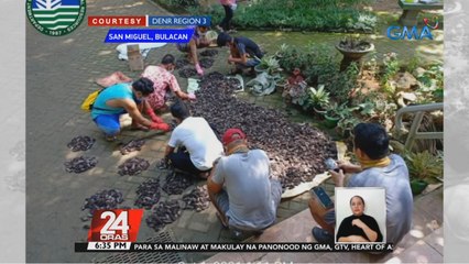 4 suspek na nahulihan ng 6,000 paniki na ibinebenta umano bilang exotic food, arestado | 24 Oras