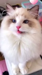 Some cats growl and growl.