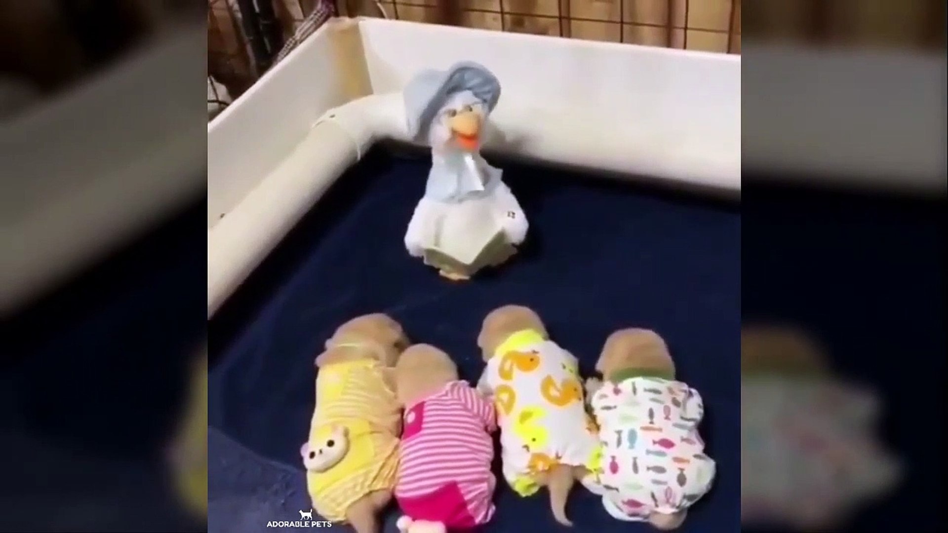 ⁣Baby Pets - Cute and Funny Pets Videos Compilation #6