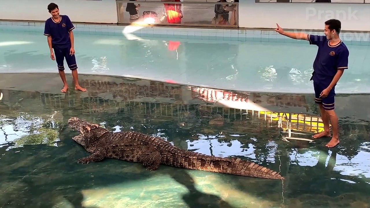 Crocodile Show Video Playing with Crocodiles