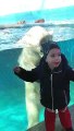 Polar Bear Plays By Boy in the Pool